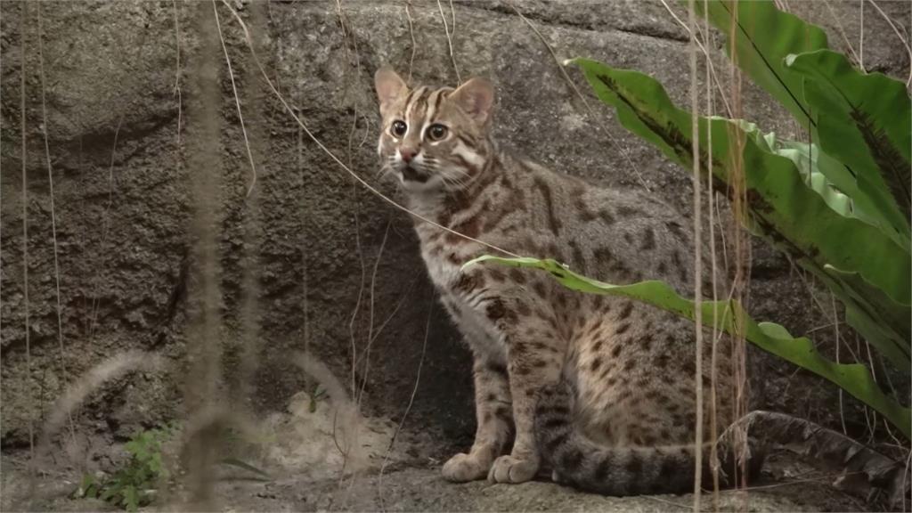 愛動物的看過來！　超萌「動物認養卡」　享１年５次免費入園超划算