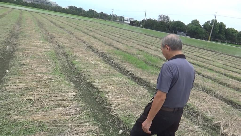 香菜一公斤飆破千元　彰化肉圓業者減量供應