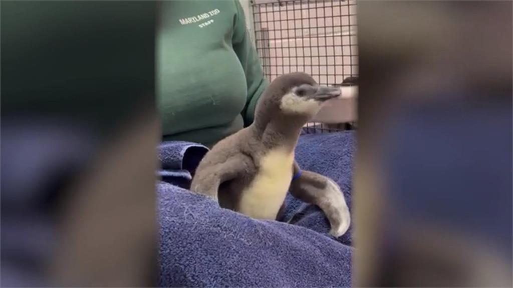拯救瀕危「斑嘴環企鵝」　美動物園展開繁殖復育計畫