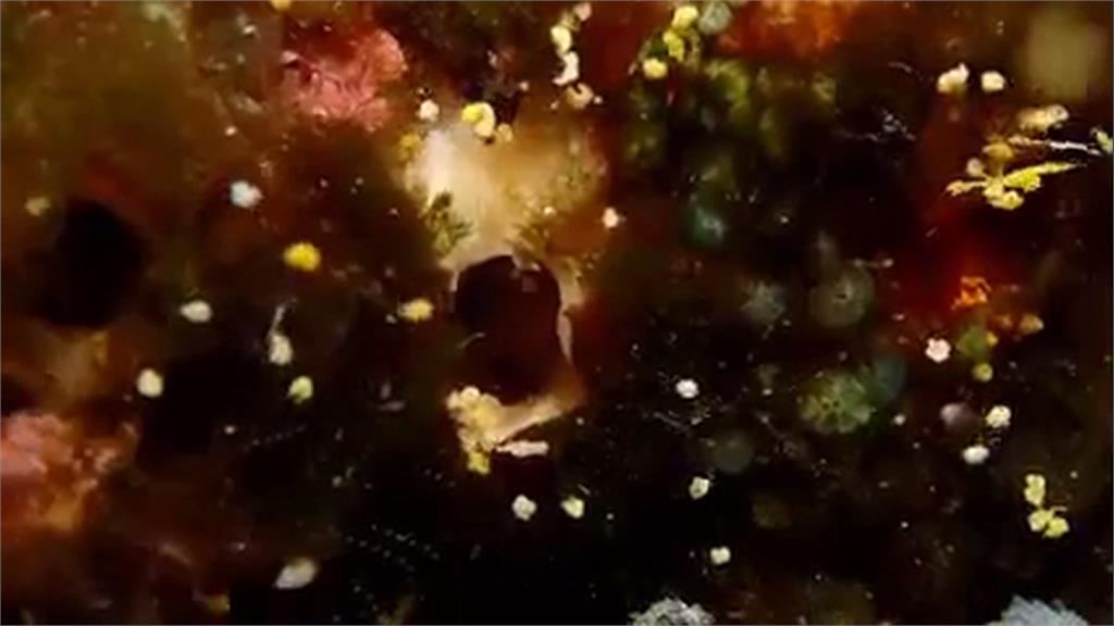 海綿寶寶大噴發! 綠島珊瑚礁岩飛出「白色奇景」