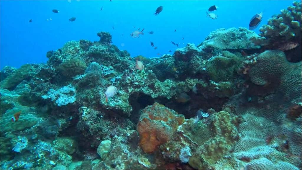 綠島潛水勝地「小丑島」 休生養息後魚群回歸