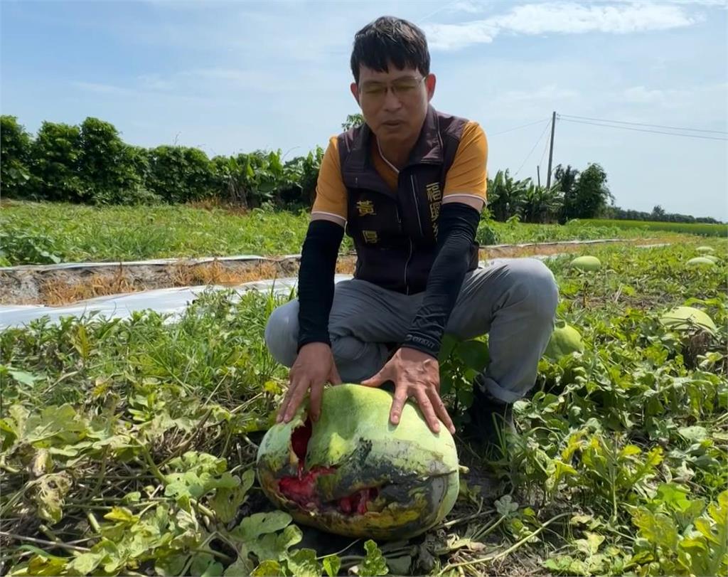 豪雨釀災損！西瓜「裂開腐爛」　恐零收成！彰化福興鄉老農落淚