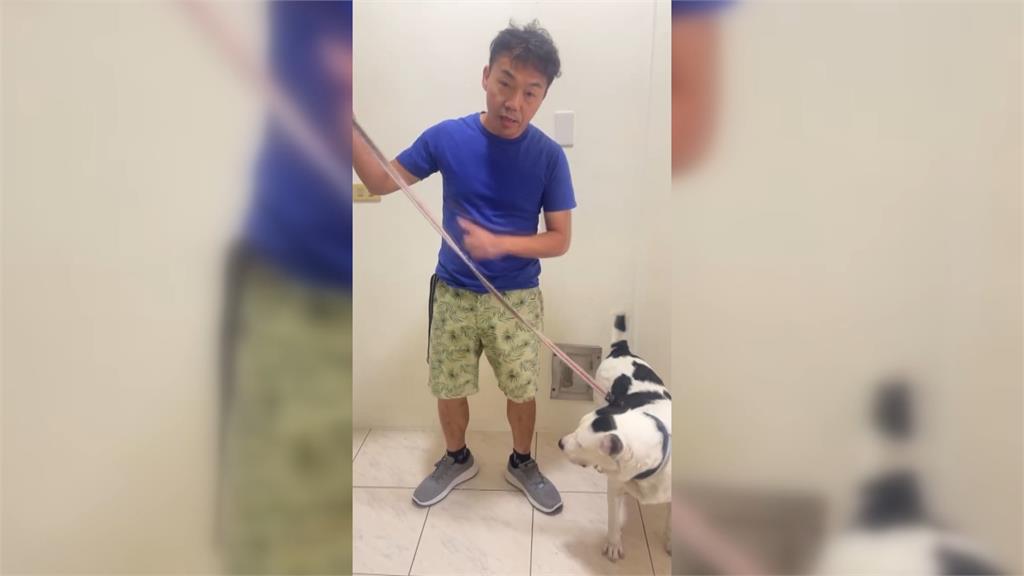 嚇！彰化阿柴闖車陣險被撞　飼主用「這東西」專家喊母湯