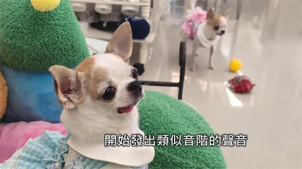 資優吉娃娃！　會解開根號題目　飼主曝5個月時發現潛能