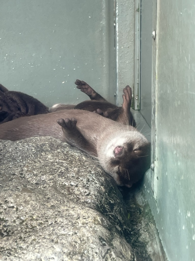 小爪水獺酣睡爽到翻肚!水族館揭「舉手仰臥」之謎 爽到翻肚!小爪水獺「不設防酣睡照」流出 水族館揭「舉手仰臥」祕密