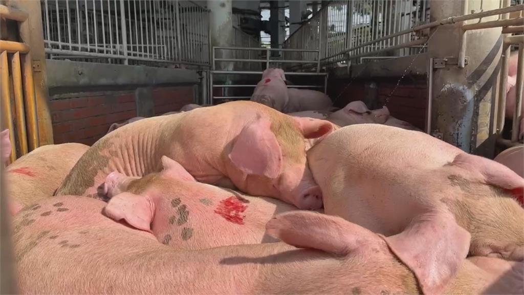 全台禁運宰豬隻解封 南部肉品市場提前1小時拍賣