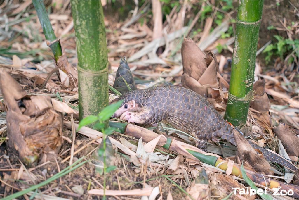 國際流浪動物日——「野保」與「動保」必然是零和賽局?