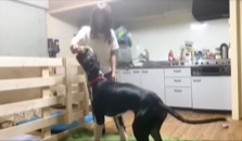 日網友養「世界最高的狗」！幼犬才長3個月「比主人還高」網全驚呆
