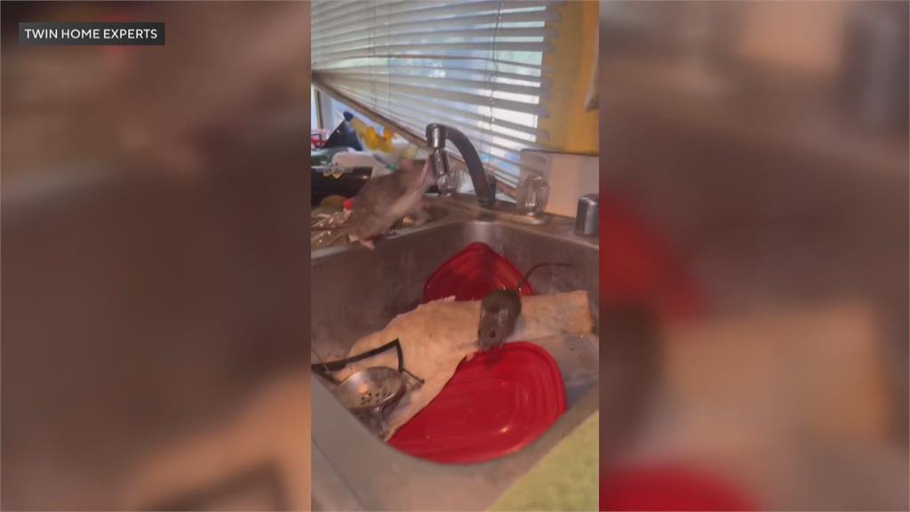 美國加州爆嚴重鼠患 一家成鼠窩 周圍鄰居全受害