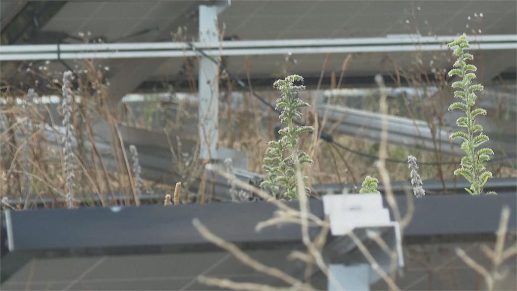 英國研究綠屋頂減碳降溫! 耐旱易長「苔蘚」助減緩都市熱島