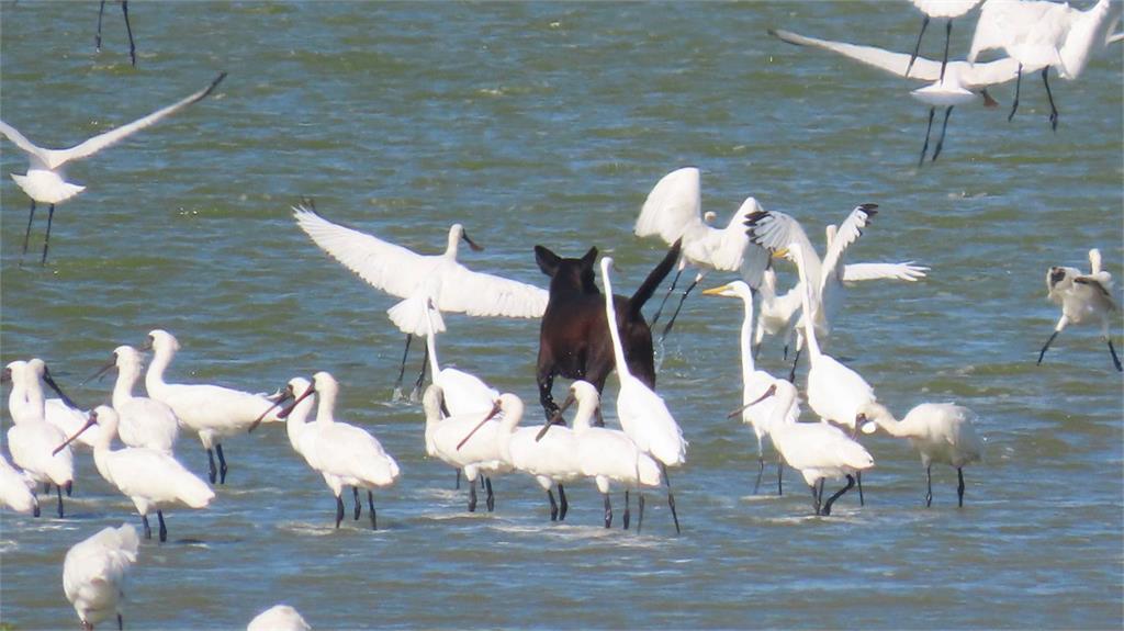 黑面琵鷺遷徙遭「流浪狗」危害　野狗追趕衝擊生態