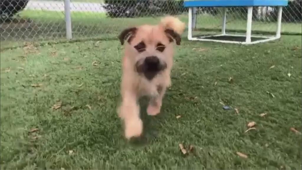 汪星人抗老有解? 美獸醫團隊研發犬用營養補充劑