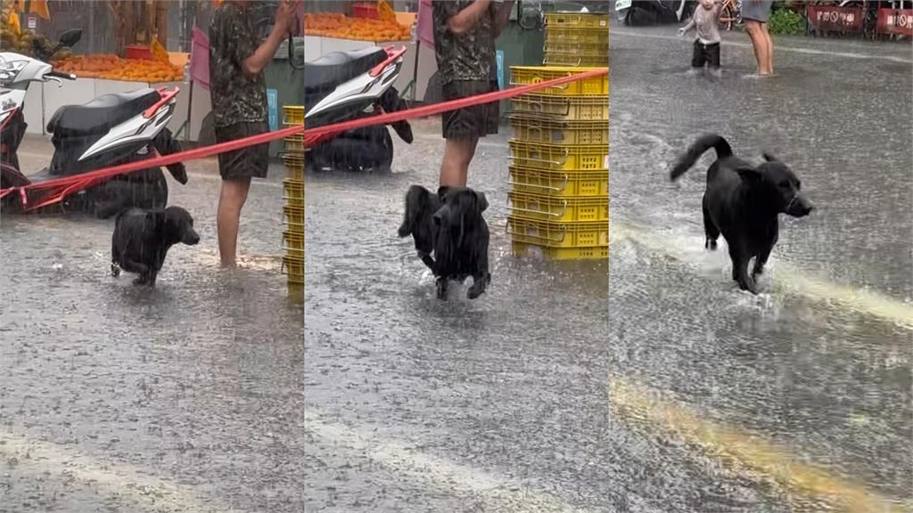 嘉義朴子炸雨彈「街道成河淹腳踝」!黑皮狗「奔跑狂歡25秒」吸百萬人朝聖