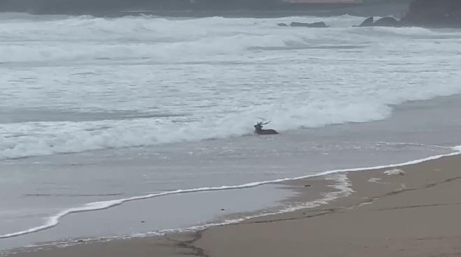 快新聞／墾丁海灘竟出現梅花鹿！疑遭野狗咬傷無法逃離　多次險遭大浪滅頂