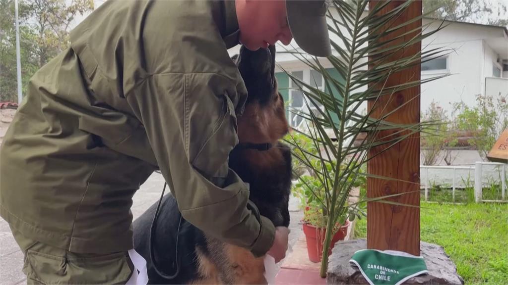 智利國慶閱兵「最萌軍團」　76隻警犬成全場焦點