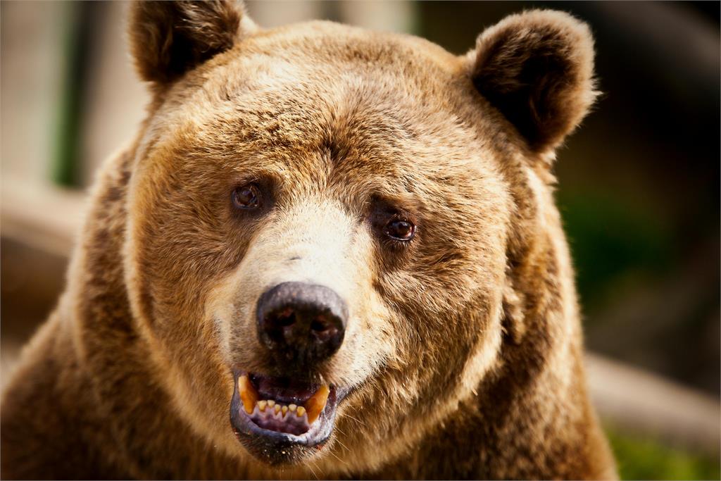 日本黑熊遭擊中倒地「假死」!老獵人輕忽靠近一看⋯突遭巨獸反咬爆頭