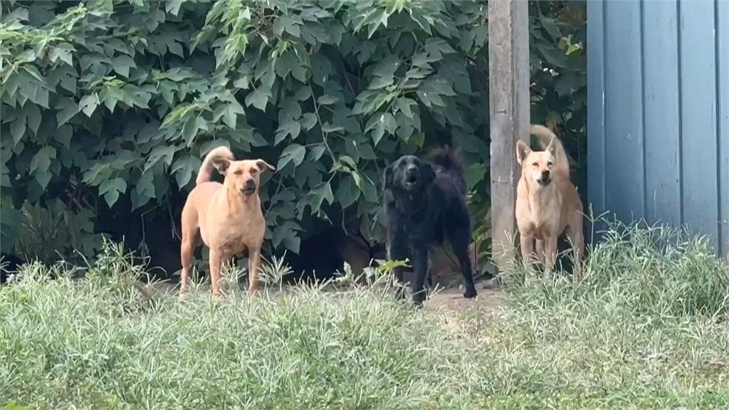 收容1隻流浪犬要花費百萬　議員批學甲動保園區浪費公帑