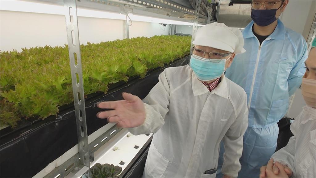AI助攻！　板橋「智慧植物工廠」　自動化生產水耕蔬菜