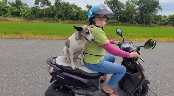 快新聞/萌爆!宜蘭狗狗跳上機車跟阿嬤去工作 「坐後座穩如泰山」超可愛畫面曝