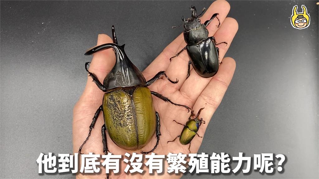 自己竟同時飼育兩種雌雄嵌合體?他嘆:何來的運氣能一次擁有