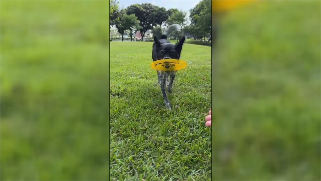 陳美琪走失了!飼主重金懸賞50萬元 急尋養12年米克斯犬
