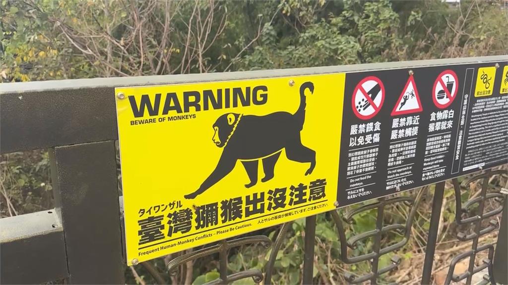 孫悟空槓上帝爺公！　受天宮供桌香蕉被「猴霸王」洗劫