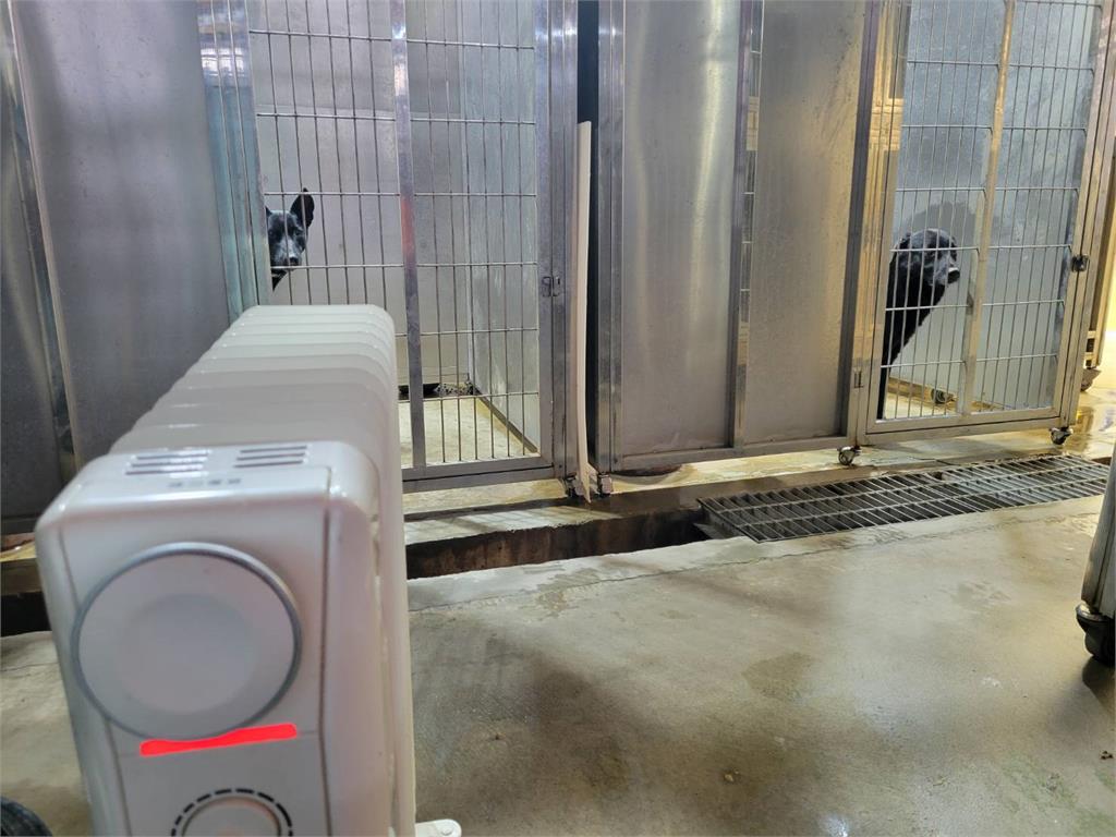 快新聞/天氣冷颼颼! 動保處籲飼主替寵物保暖「否則可罰7.5萬元」