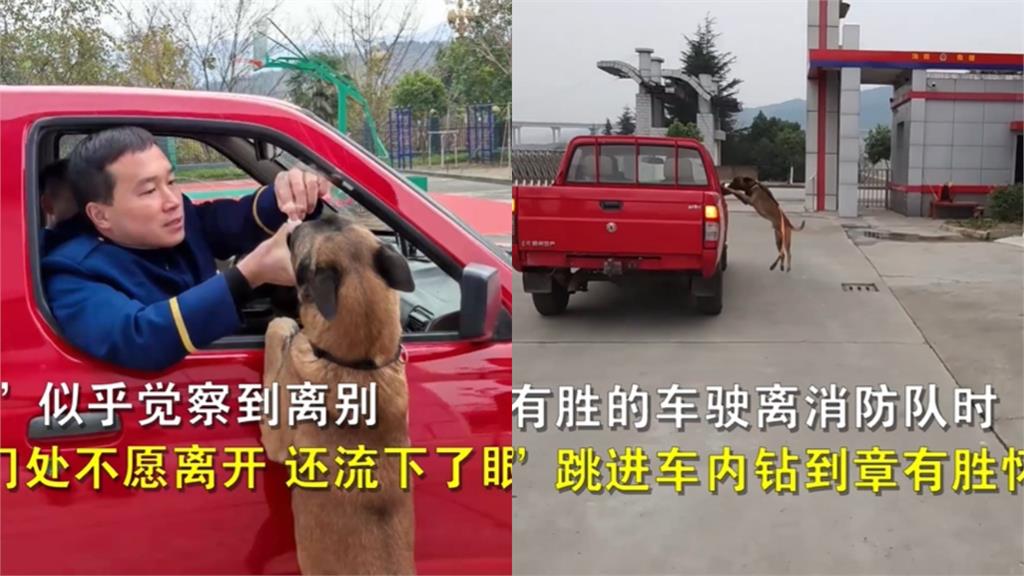 領犬員退役!搜救犬「追車1公里」:別丟下我… 領犬員退役道別「7年戰友」!搜救犬「追車1公里」討抱抱:別丟下我…