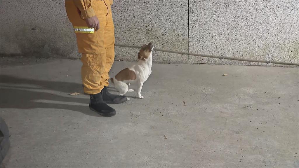 搜救犬Wilson死因遭疑　黃瓊慧爆「疑遭虐待」花蓮消防局駁斥