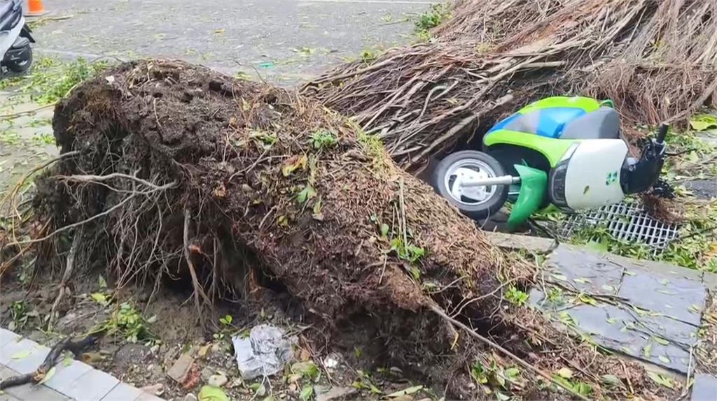 六合夜市好慘 樹木倒一片招牌被吹落掉滿地