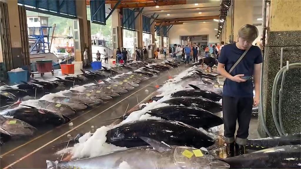 宜蘭黑鮪魚捕獲量激增　漁會猜測颱風趕走搶食海豚