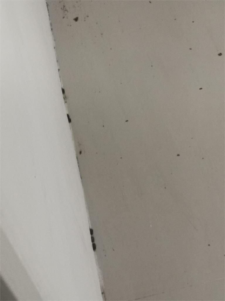 房東躺著賺？超噁租客把房子變小強屋　牆上「滿是蟑螂蛋」慘狀曝光