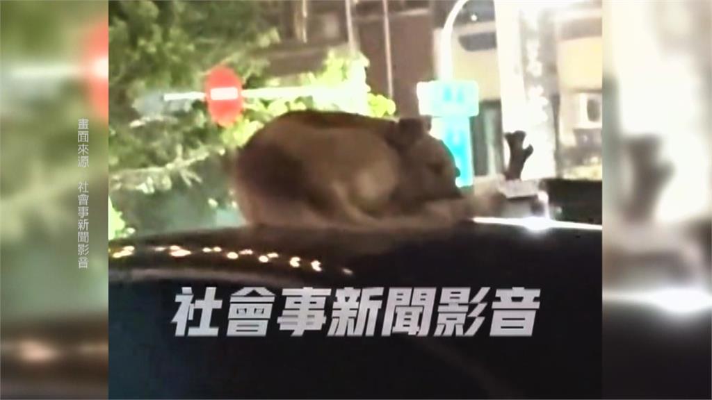 高雄這處停車場有奇景! 狗狗成群結隊趴車頂睡覺