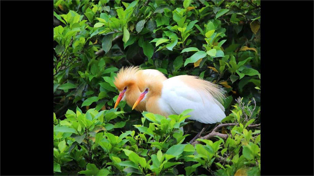 嘉義梅山太興村「萬鷺朝鳳」 黃頭鷺大軍南遷 掀賞鳥熱潮
