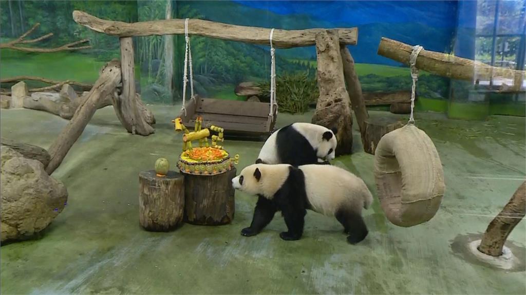 圓寶2歲了！　動物園特製「黃金竹冰蛋糕」慶生