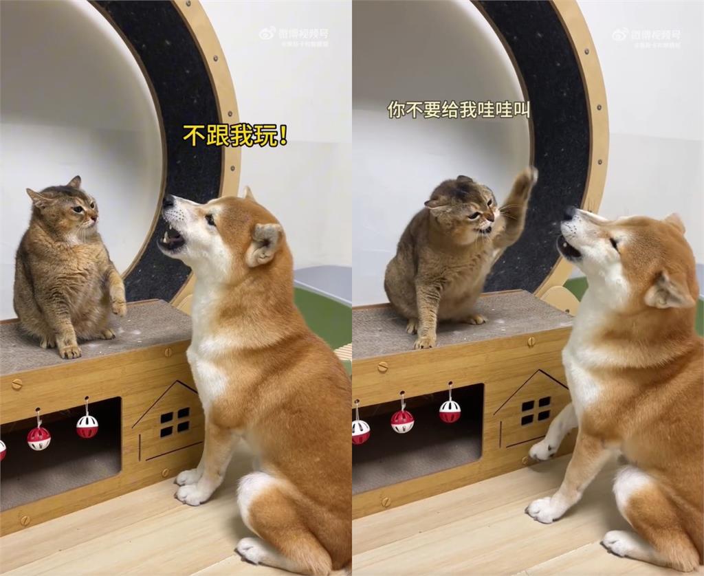 貓狗大戰開打!柴柴「嚎叫半小時」惹怒胖貓火爆反擊:吃我貓貓拳