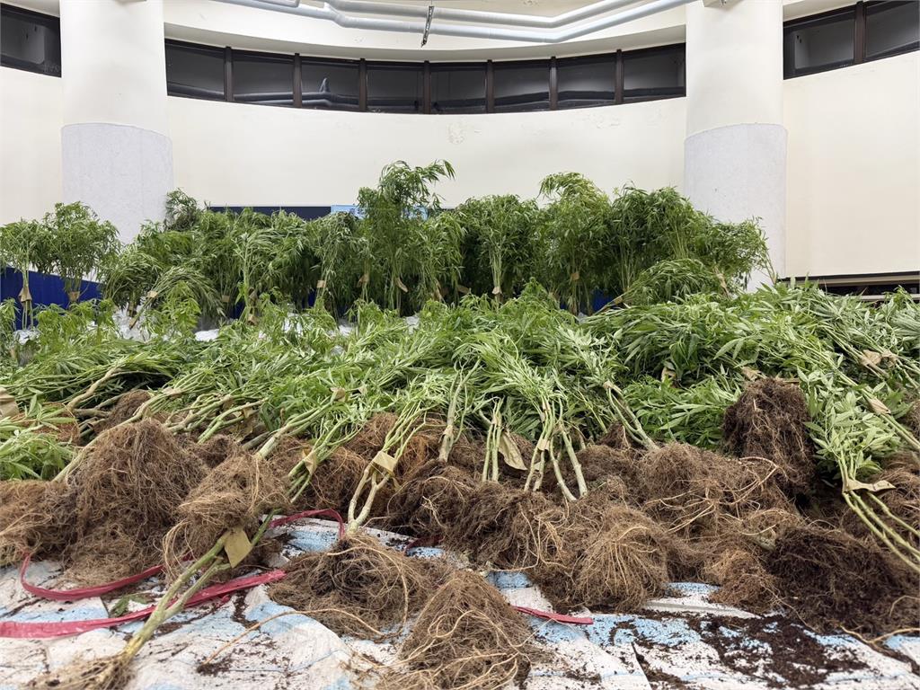 新北石門藏大麻溫室！父子種毒網路販售　共5人遭收押起訴