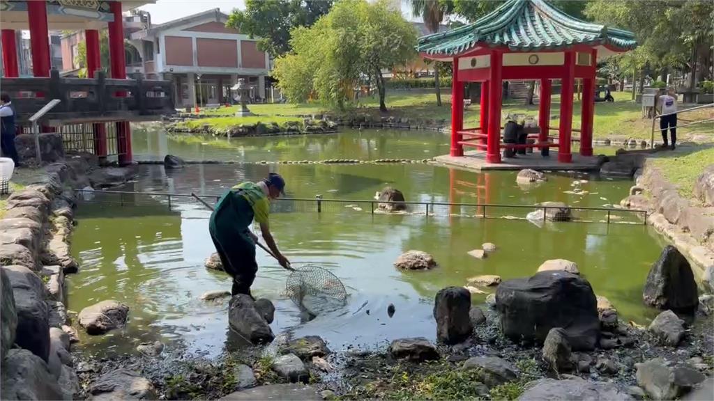 高溫缺氧！羅東水池魚群翻肚暴斃 蒼蠅亂飛、惡臭難聞 居民受不了