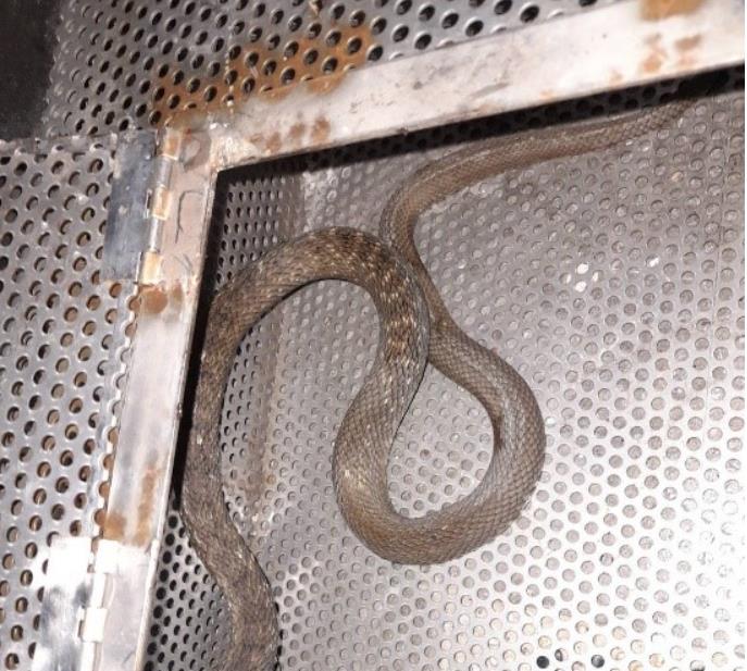 快新聞/蛇出沒注意!今年新北市捕蛇案大增 「這3種」蛇類通報案最多