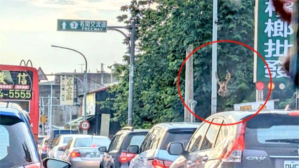 台三線有雞闖車陣 馬路中大搖大擺逛街