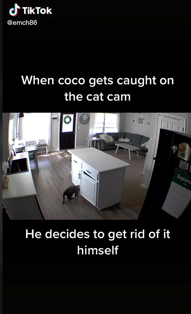 貓咪鑽櫥櫃「做壞事」遭逮！主人監視器「遠端訓話」牠1秒解決