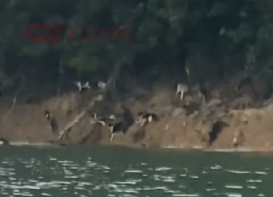 中國水庫「放生大量野貓」逼跳水溺斃　民眾急報警⋯警方竟回應：要怎樣說違法？