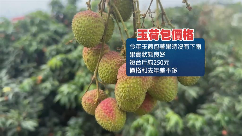 高雄玉荷包採收前夕連續遭竊! 果農心痛:損失慘重