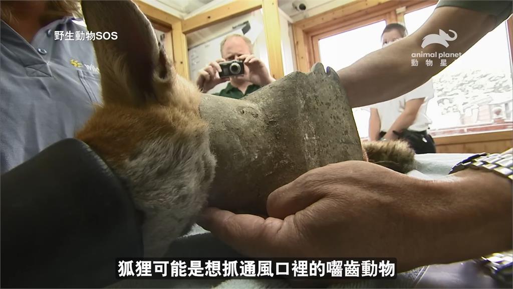 驚險營救!小狐狸頭卡通風口「動彈不得」 網揪心嘆:不是頭過身就過
