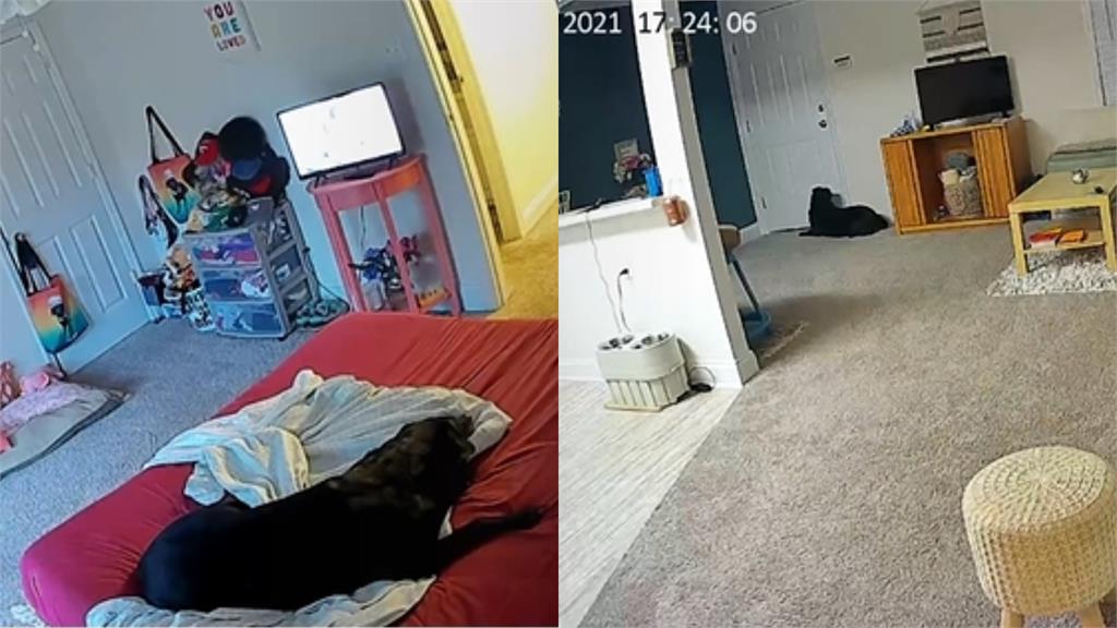 好奇「狗在家幹嘛?」她看監視器超感動 38萬網淚:妳是牠的全世界