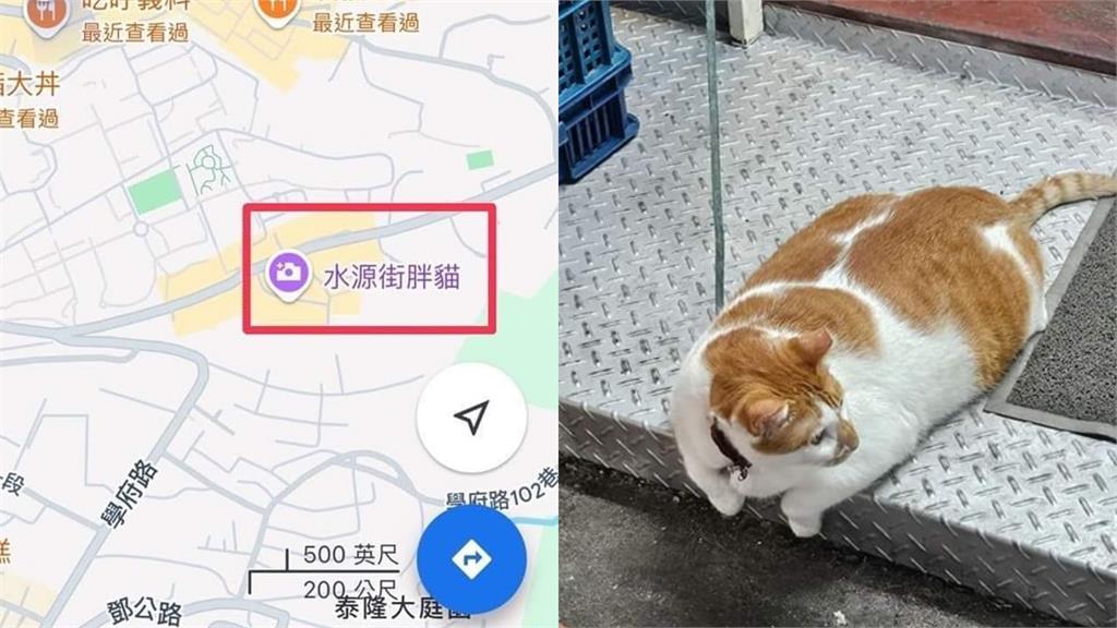 淡大鎮宅獸「月半橘貓」突爆紅 網見「伙食不錯」驚呼︰這尊實在太重!