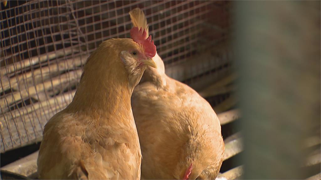 蛋荒意外掀起養雞孵蛋潮　業者推廣都市養雞增訂單