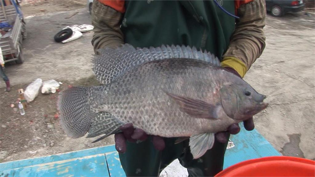 中國低價傾銷庫存！　　台灣鯛批發價崩盤　每公斤57.7元