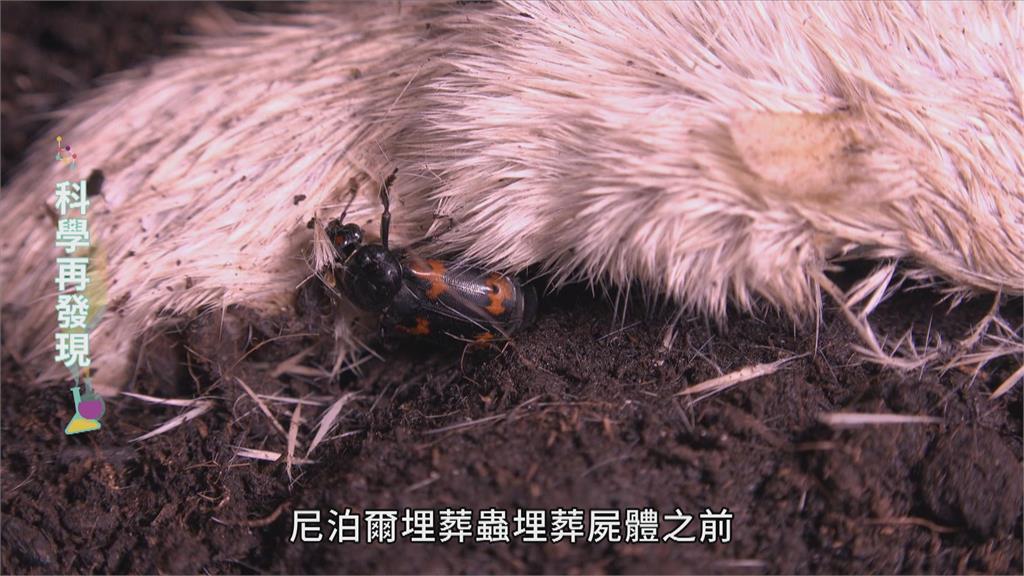 讓生命循環利用 清道夫埋葬蟲的奧妙