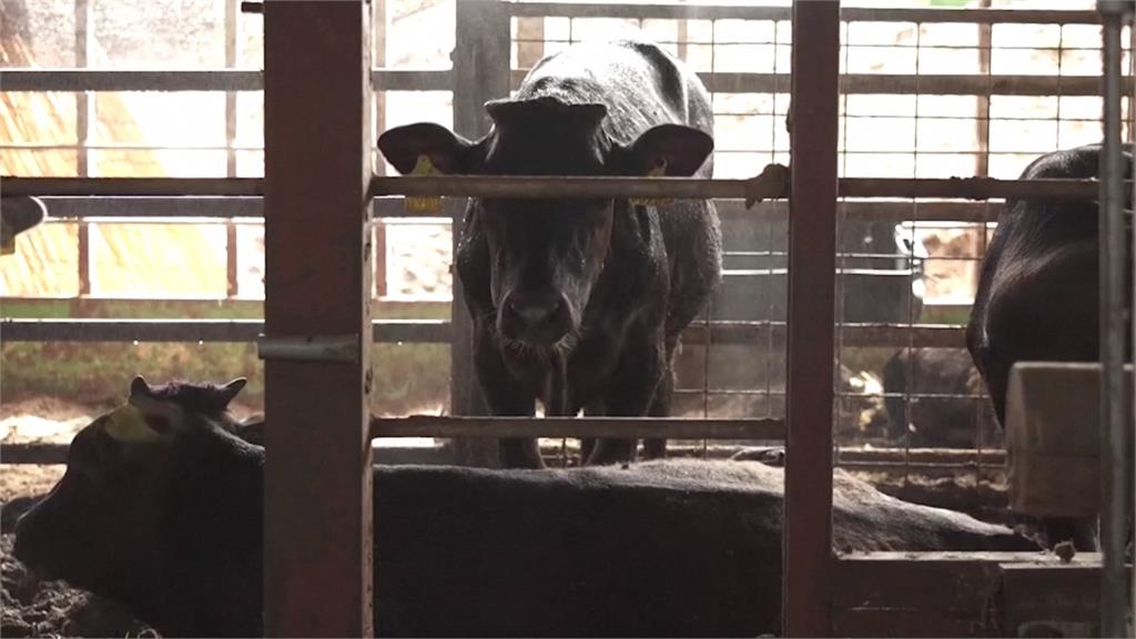 幫動物消暑新招式! 日本牧場員工替牛包冰塊繞脖子降溫